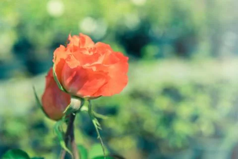 A bunch of roses in the garden Stockfoto's