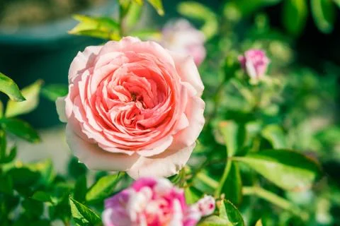 A bunch of roses in the garden Stock Photos