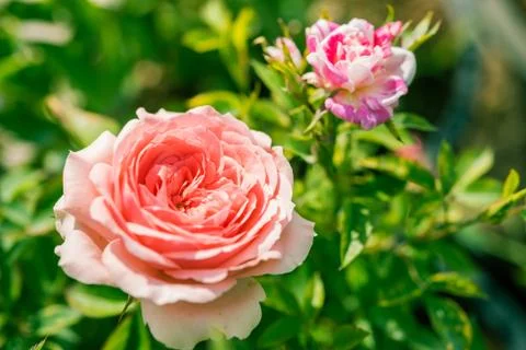 A bunch of roses in the garden Fotos Stock