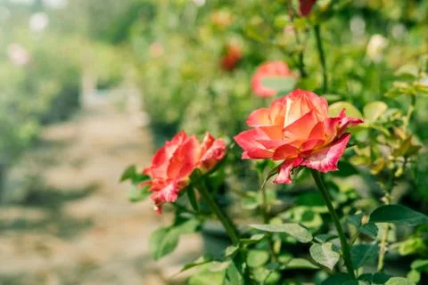 A bunch of roses in the garden Fotos Stock