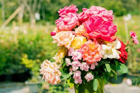 A bunch of roses in the garden 写真素材