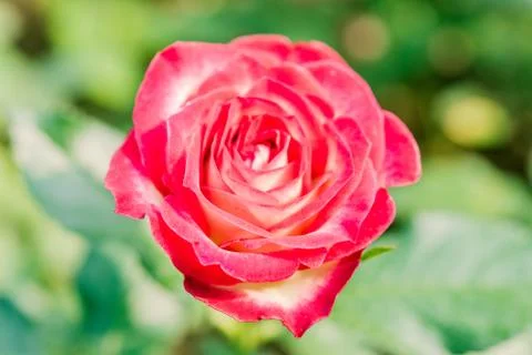 A bunch of roses in the garden Stock-Fotos