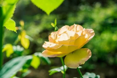 A bunch of roses in the garden Stock-Fotos