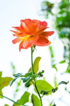 A bunch of roses in the garden Stock Photos
