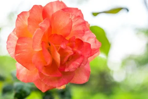 A bunch of roses in the garden Stockfoto's