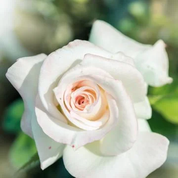 A bunch of roses in the garden Stock Photos