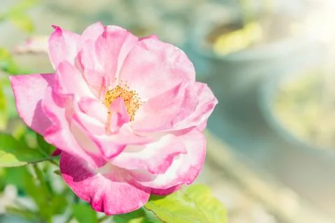 A bunch of roses in the garden Foto stock