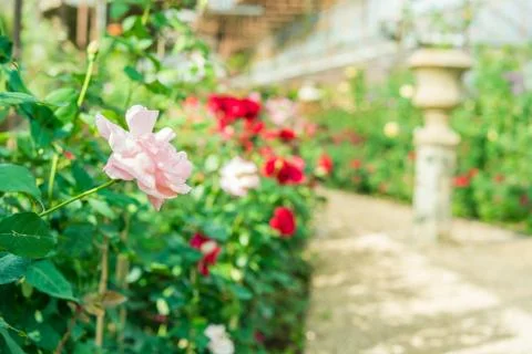 A bunch of roses in the garden Stock Photos