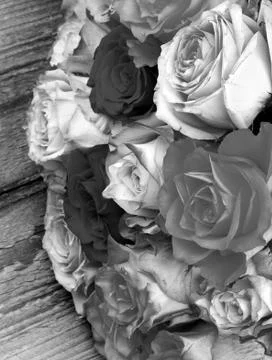 Bunch of roses Stock Photos