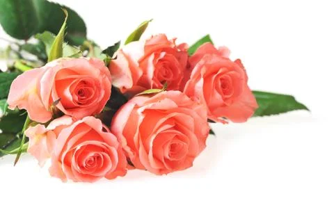 Bunch of roses Stock Photos