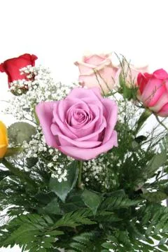 Bunch of roses Stock Photos
