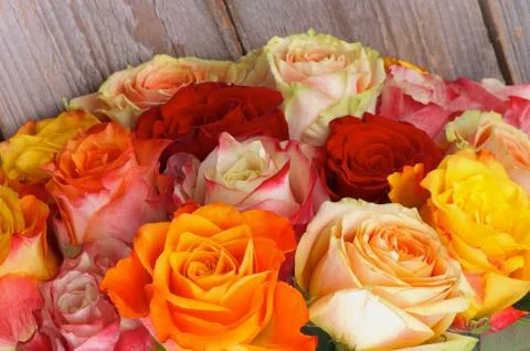 Bunch of Roses Stock Photos