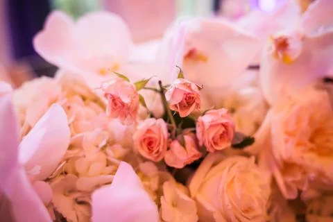 Bunch of roses Stock Photos