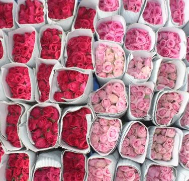 Bunch of roses Stock Photos