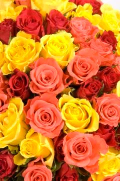 The bunch of roses texture Stock Photos