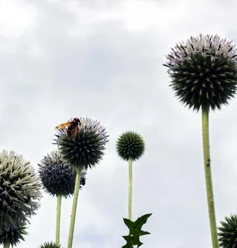 Bunch of round circular shape Echinops spaerocephalus blooming plants in a gr Stock Photos