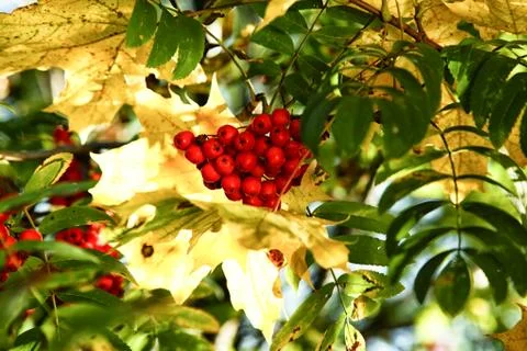Bunch of Rowan on the background of maple leaves Stock Photos