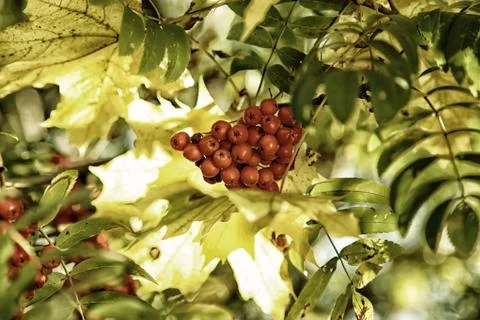 Bunch of Rowan on the background of maple leaves Stock Photos