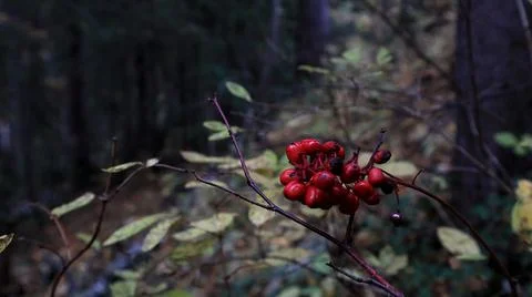 A bunch of rowan berries on a branch close-up on a forest background Foto stock