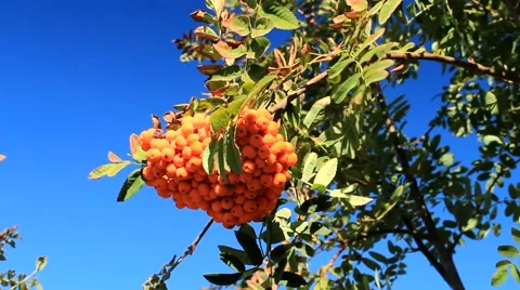Bunch of rowan berries Stock Footage 67666115