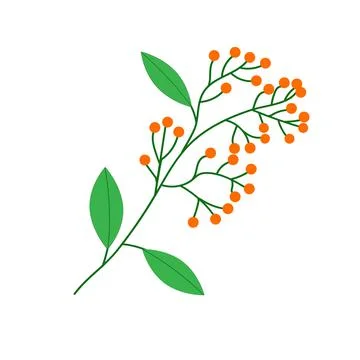 A bunch of rowan berries hanging from a deciduous tree branch. Stock Illustration