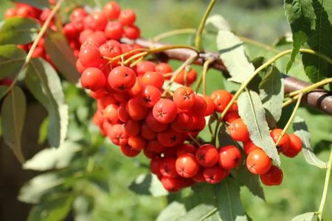 Bunch of rowan berries Stock Photos