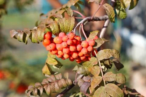 Bunch of rowan berries Stock Photos