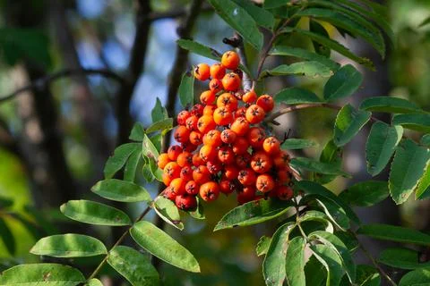 A bunch of rowan berries on a tree Stock Photos