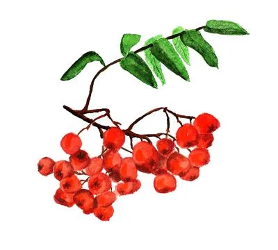 Bunch of rowan Stock Illustration
