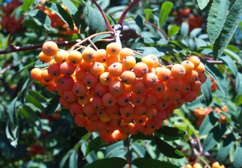 Bunch of rowan Foto stock
