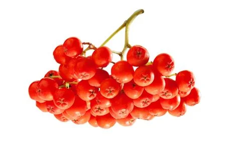 Bunch of Rowan Stock Photos