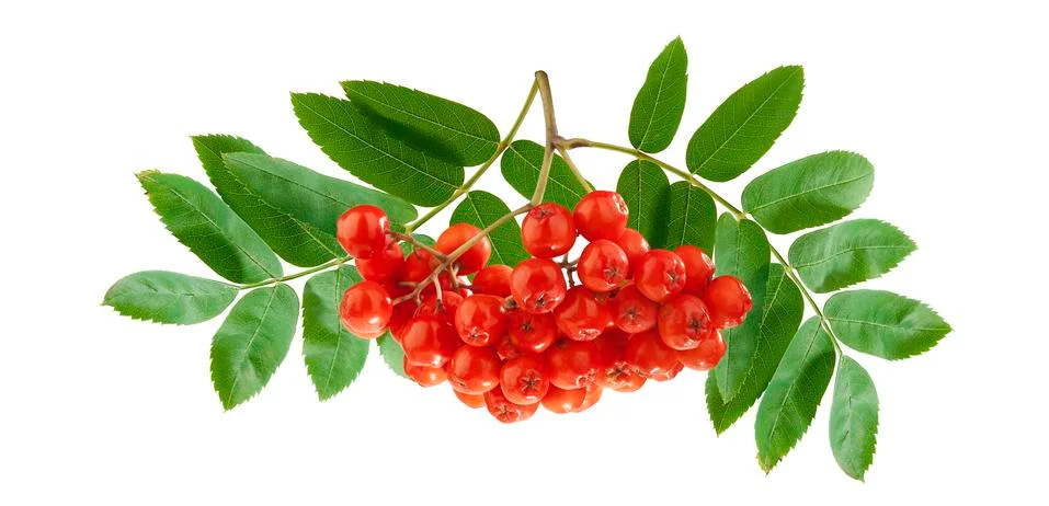 Bunch of Rowan Stock Photos