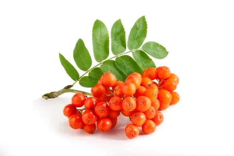 Bunch of Rowan Stock-Fotos