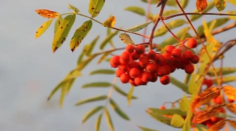 Bunch of rowan sways on a light breeze. Stock Footage 43037036