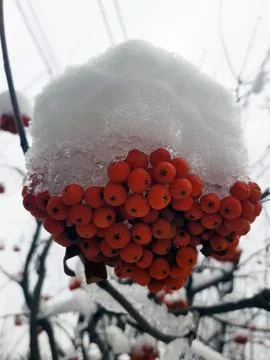 Bunch of rowan under the snow Stock Photos