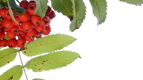 Bunch of Rowan on a white background Stock Footage 115586943