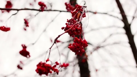 The bunch of a rowan in a winter forest Stock Footage 71617331