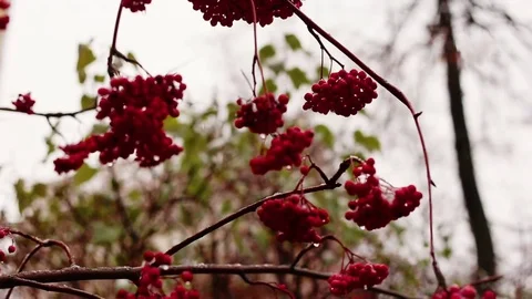The bunch of a rowan in a winter forest Stock Footage 71711796