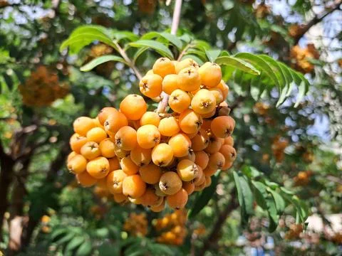 A bunch of rowanberries Stock Photos