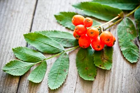 Bunch of rowanberris Stock Photos