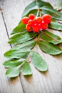 Bunch of rowanberris Foto stock