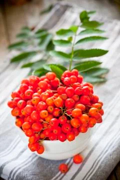 Bunch of rowanberris Stockfoto's