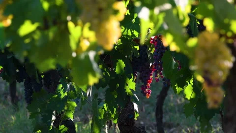 Bunch of ruby ​​red grapes hangs from the rows of vines Stock Footage 153000001