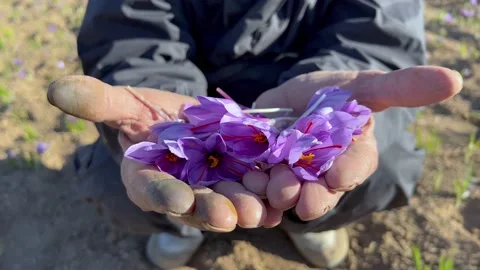 Bunch of saffron flowers in the hands of a local man Stock Footage 169724548