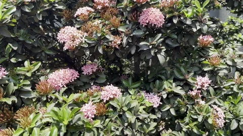 Bunch of same set of flowers throughout the tree or  a plant Stock Footage 253720183