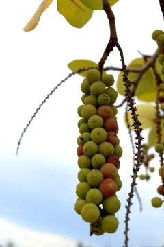 A bunch of Sea grape fruit on tree. Foto stock