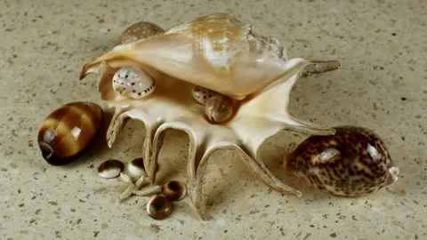 A bunch of sea shells on a light background. Composition on the marine theme Stock Footage 224013356