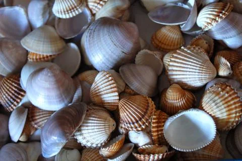 Bunch of sea shells Stock Photos
