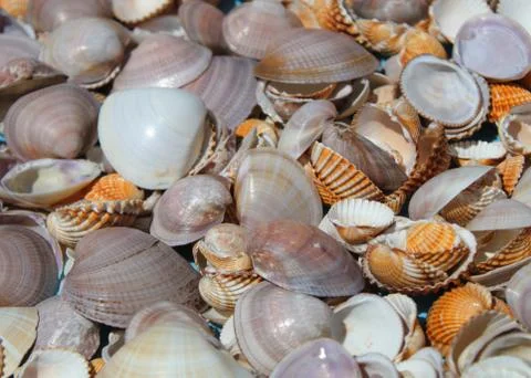Bunch of sea shells Stock Photos