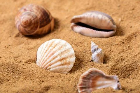 Bunch of sea shells in the sand on a beach Stock Photos